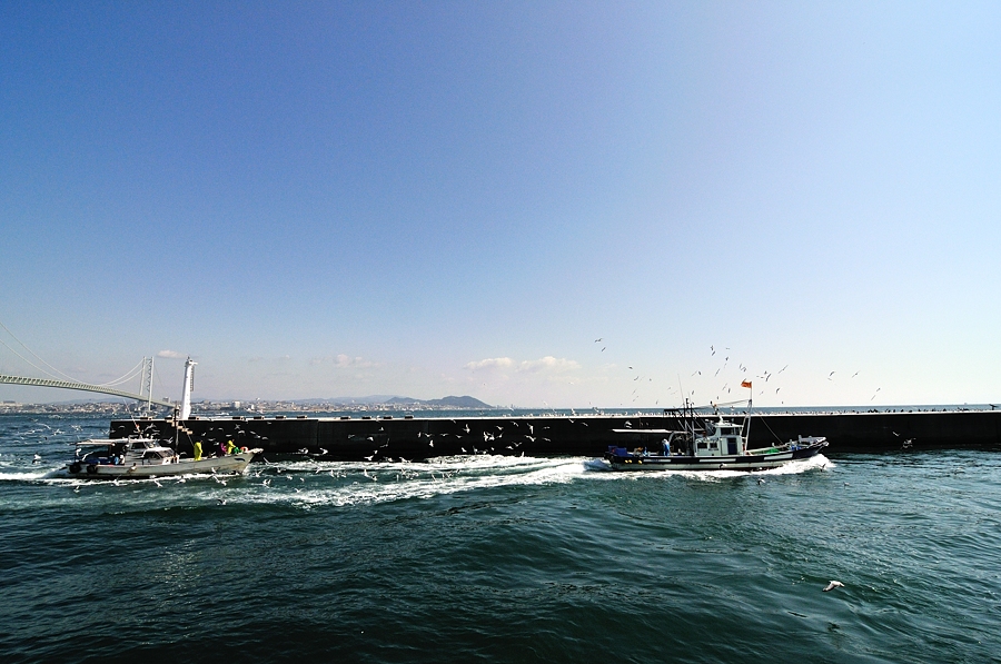 カモメ群れ飛ぶ イカナゴ漁　２０１４（淡路島）ー３/３_d0148541_2102989.jpg