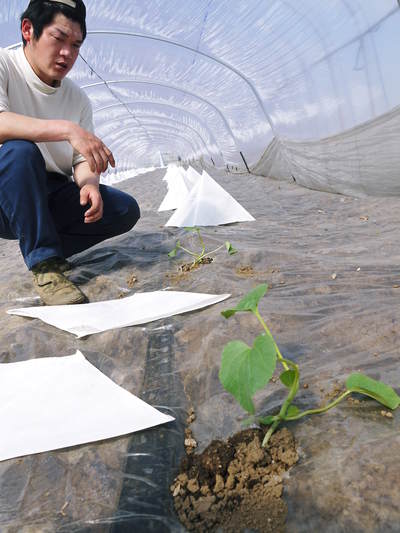 肥後グリーン 5月下旬の出荷に向けて、定植後の様子_a0254656_17444598.jpg