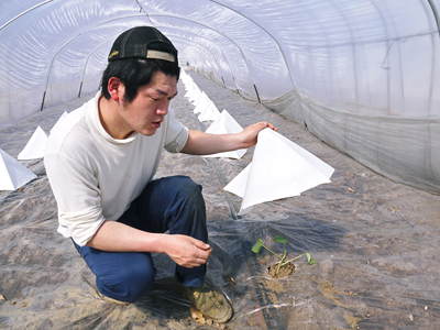 肥後グリーン 5月下旬の出荷に向けて、定植後の様子_a0254656_17553436.jpg