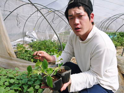 肥後グリーン 5月下旬の出荷に向けて、定植後の様子_a0254656_18452679.jpg
