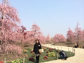 鈴鹿の森庭園 しだれ梅_f0109257_20374360.jpg
