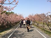 河津桜を見に、浜岡砂丘へ☆_f0109257_2123065.jpg