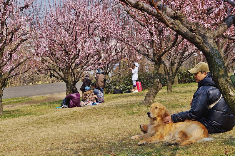 鶴見緑地公園の杏（アンズ）_b0063958_19161464.jpg