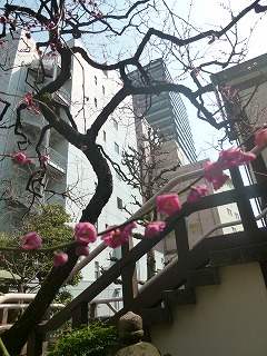 KAMIYACHO   ホテルランチで頂いた桜アイス♪_a0165160_06571423.jpg