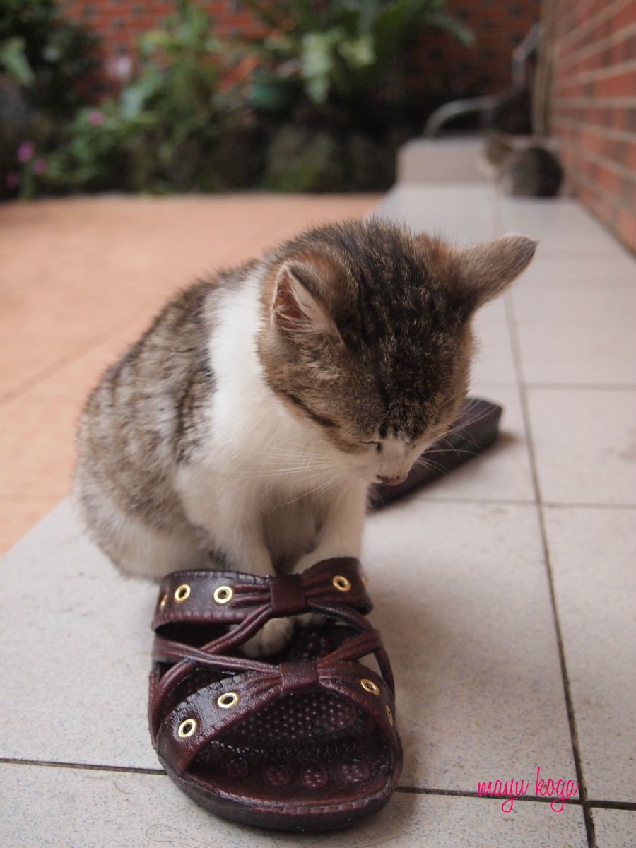 千と千尋の神隠しの舞台 九份 に行ってみた サンダルで居眠り ねこ旅また旅 千と千尋の神隠しの舞台 九份 に行ってみた サンダルで居眠り ねこ旅また旅