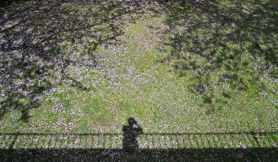 桜の花びらのピンクの絨毯で影絵_d0251161_1553194.jpg