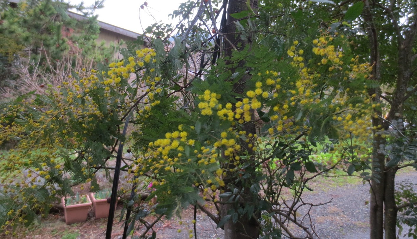 雨にぬれる草花_c0223463_9112838.jpg