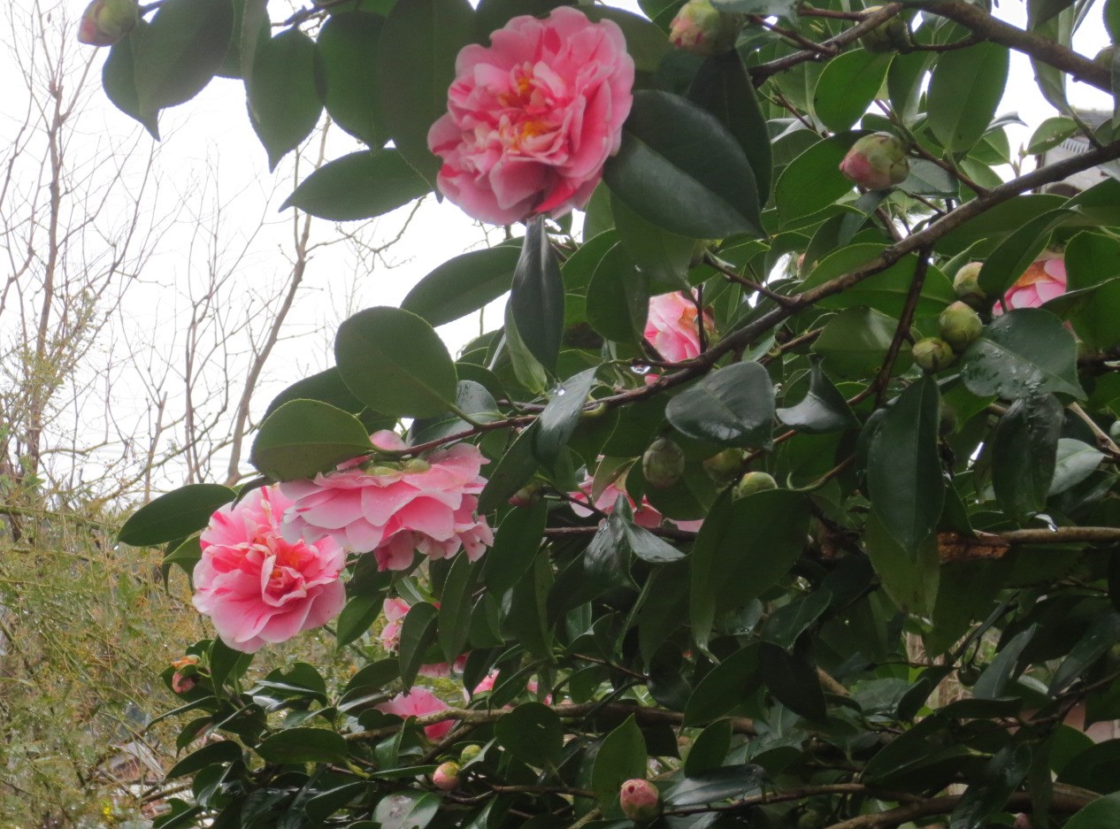 雨にぬれる草花_c0223463_92145.jpg