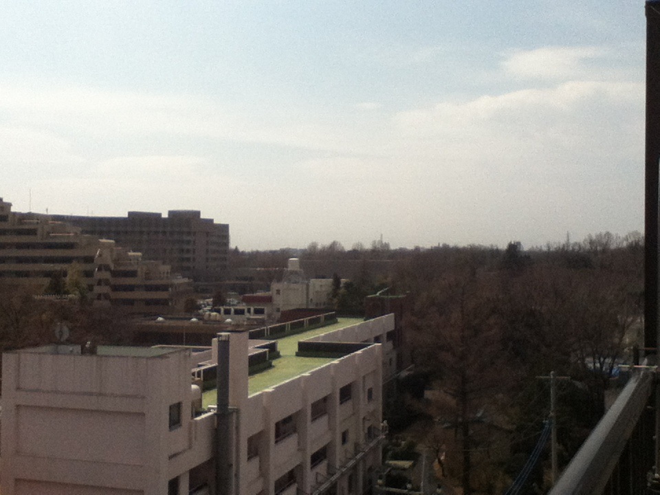高知は桜が開花、東京は春一番が_f0291565_1317493.jpg