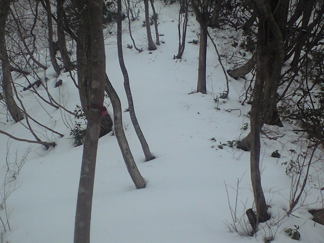 春先の登山×雪の山道×獣たちの歓迎！_d0094868_10432115.jpg