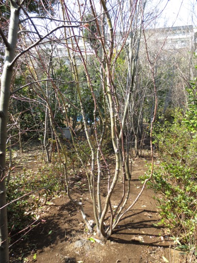 朝霞の家 樹木選び_c0310571_21492826.jpg