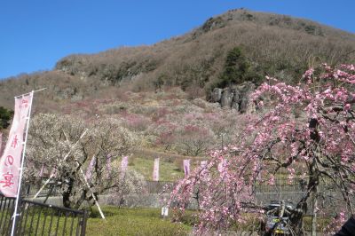 日帰りバス旅行～まつだ桜まつり～_d0168471_17395259.jpg