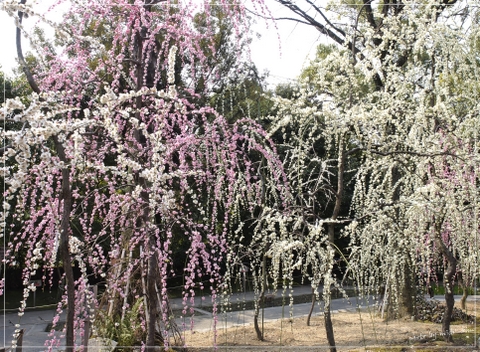 「京都　城南宮のしだれ梅・・・」_e0215073_19425861.jpg