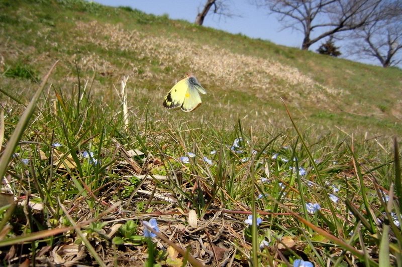 小畔川便り（家内のレンズの最終確認:2014/3/16）_f0031682_22570609.jpg