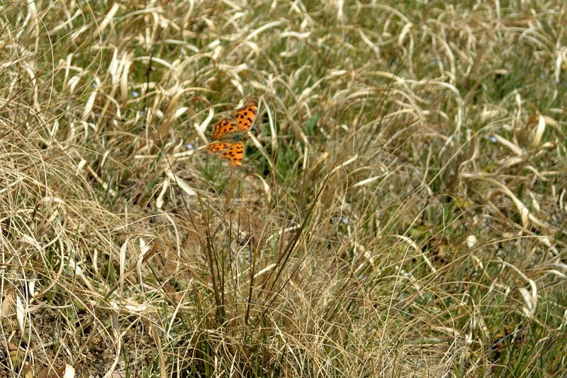 小畔川便り（家内のレンズの最終確認:2014/3/16）_f0031682_22570692.jpg