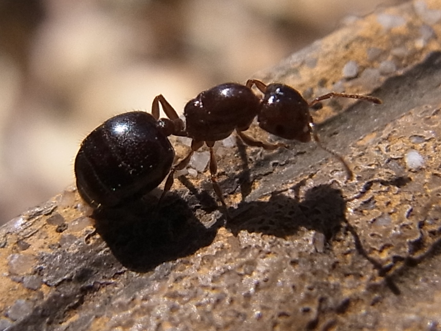 お腹の大きいアリ 写ればおっけー コンデジで虫写真