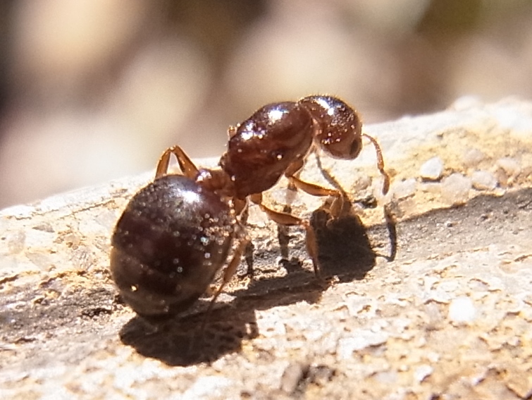 お腹の大きいアリ 写ればおっけー コンデジで虫写真