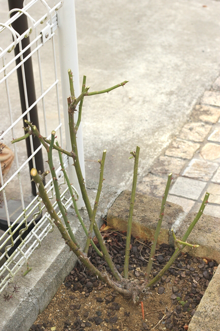 木立バラの冬剪定 Klee Matisse