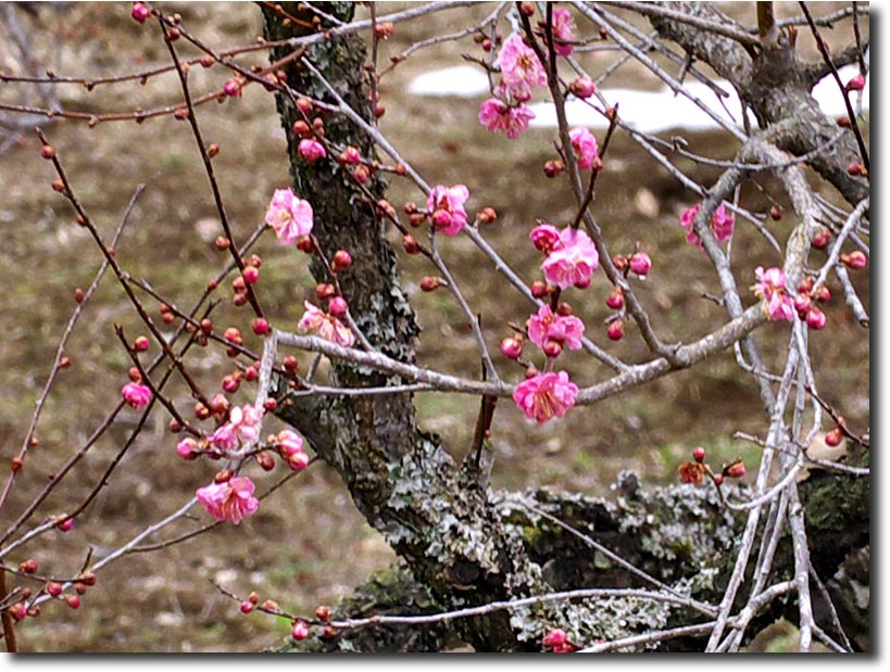 奥多摩の老舗「黒茶屋」と吉野梅郷 ・・・・ 3月 １４日_c0124497_11482760.jpg