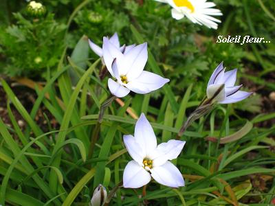 白い星の花と、黄金に輝く菜の花・・・♪_c0098807_21583128.jpg