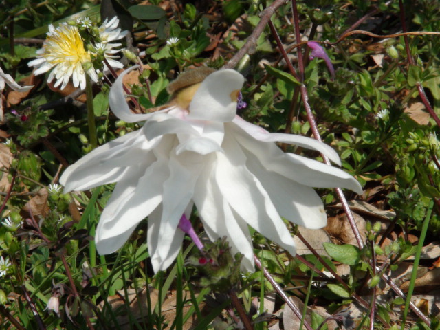 四手拳（シデコブシ）の花…2014・3・19_f0231709_9152551.jpg