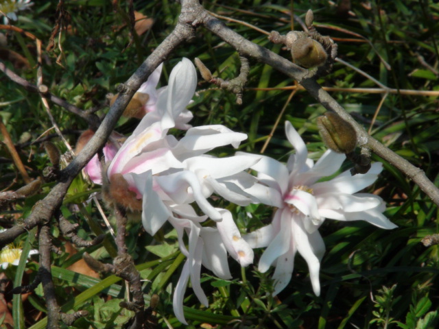 四手拳（シデコブシ）の花…2014・3・19_f0231709_915434.jpg