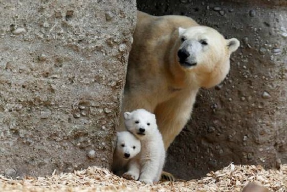 ドイツ・ミュンヘン、ヘラブルン動物園で誕生の双子の赤ちゃんの初公開の模様がドイツからライブ中継_a0151913_2342396.jpg
