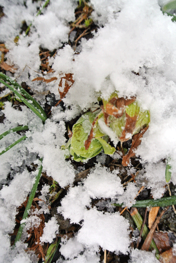 e0020214_1113335.gif