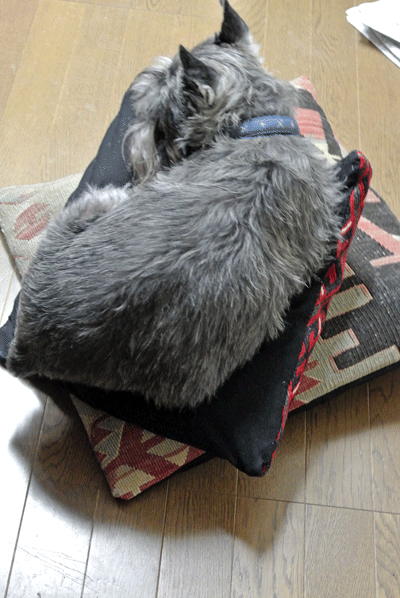 e0020214_11172157.gif