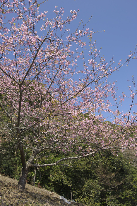 河津桜　Ⅱ_f0010717_2032223.jpg