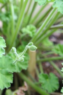 ちっちゃな花芽発見_d0026822_1354287.jpg