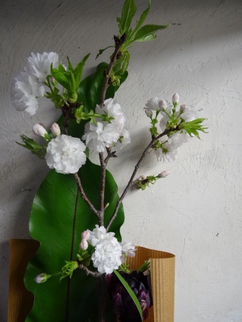八重桜_c0102228_2012323.jpg