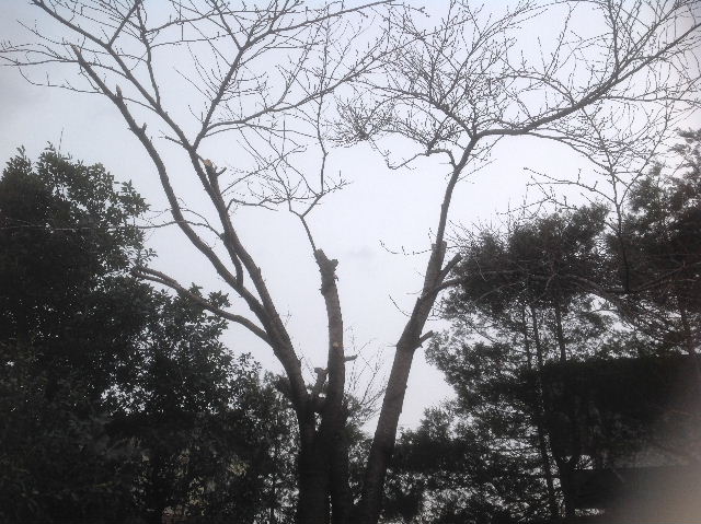 3本 1.2トン 挟まれて打撲中_f0031037_21372140.jpg