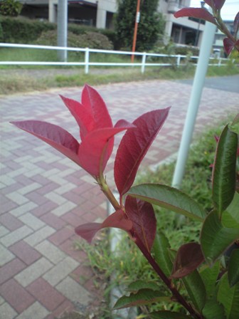 b0330040_19572516.jpg