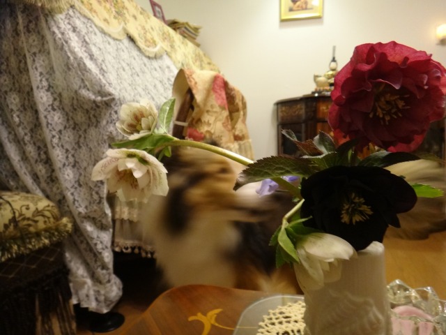 お久しぶりのお友達_e0195743_0143345.jpg