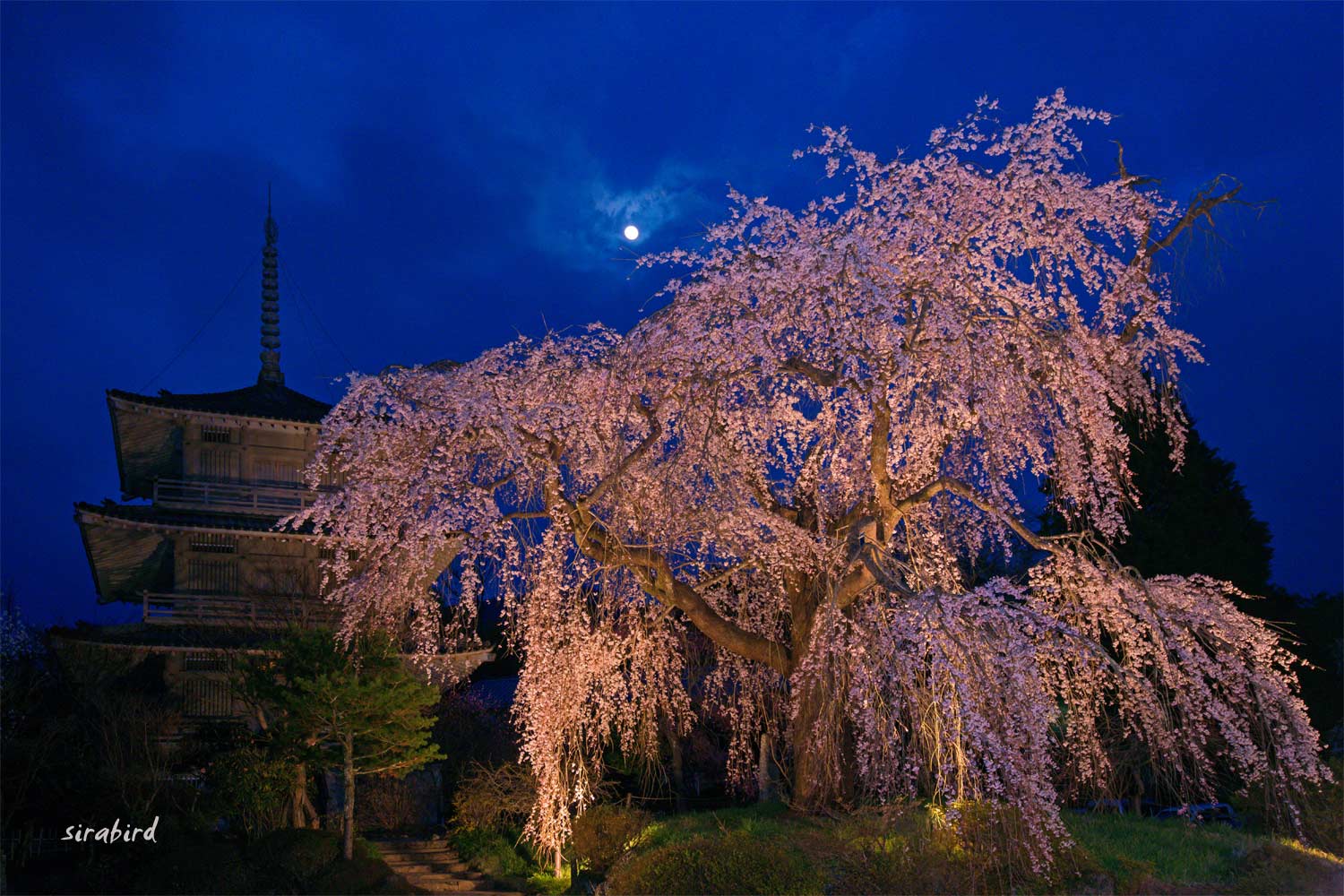 浄専寺の枝垂れ桜_d0238245_20194291.jpg