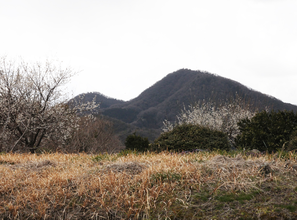 葛城市　今在家（いまざいけ）　二上山と梅_c0108146_20163395.jpg