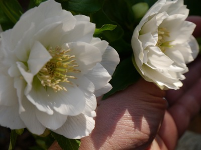 e0131959_12421358.jpg