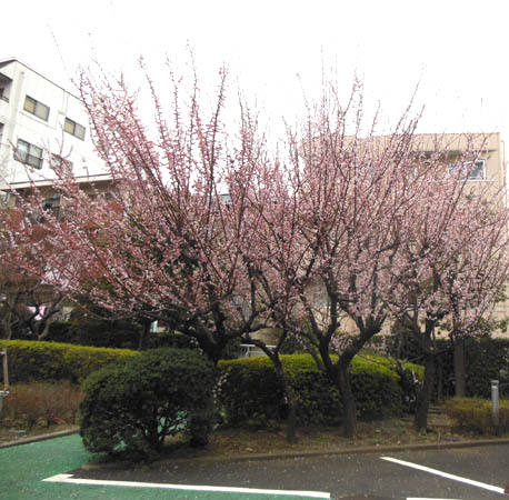 a0053063_21323254.jpg