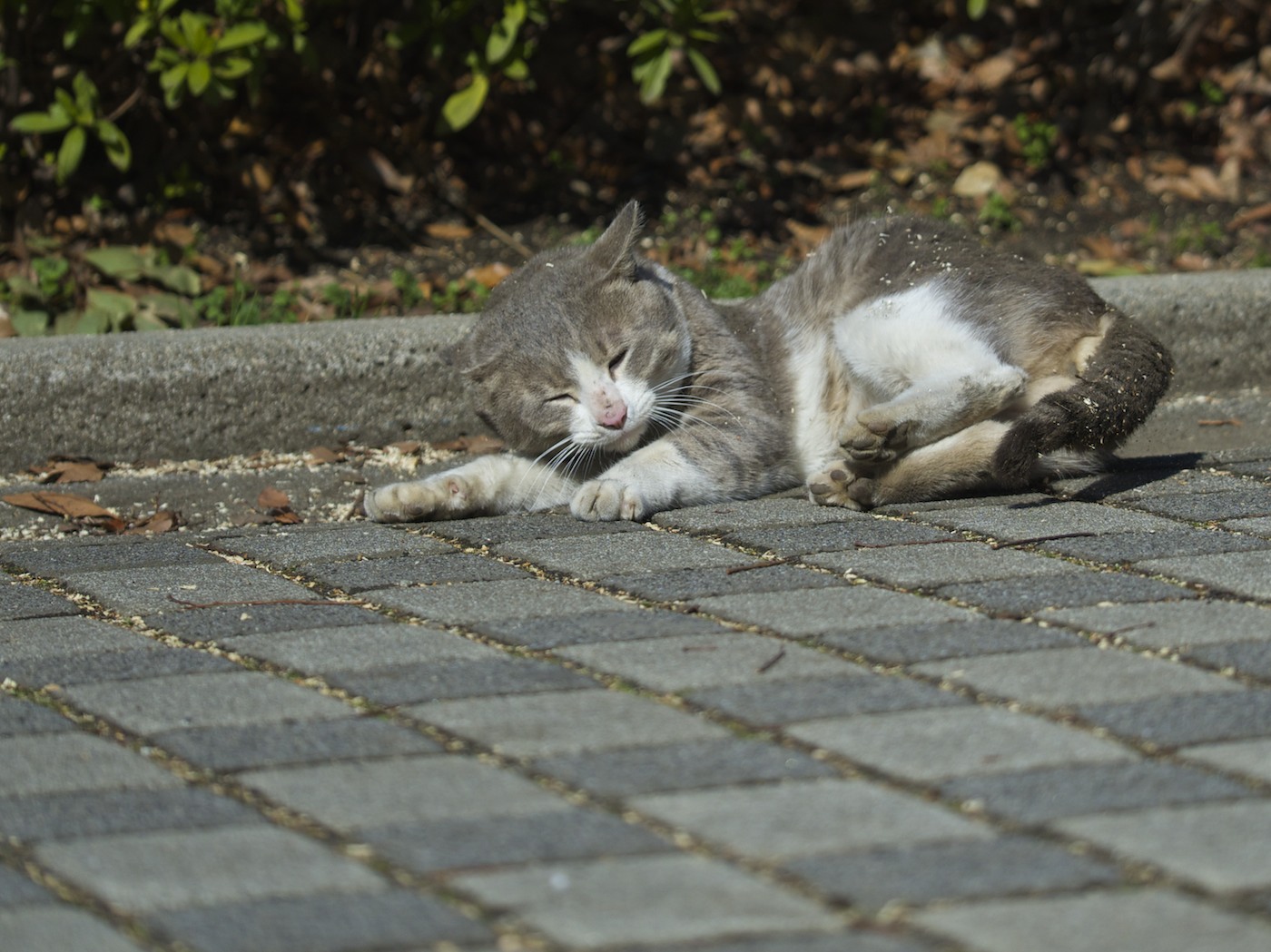 猫さんのふしぎ_f0011273_18101633.jpg