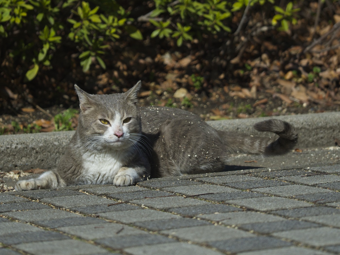 猫さんのふしぎ_f0011273_1875069.jpg