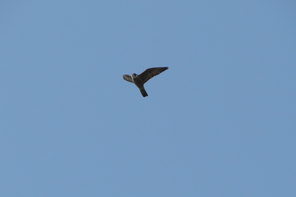 c0313378_21345959.jpg
