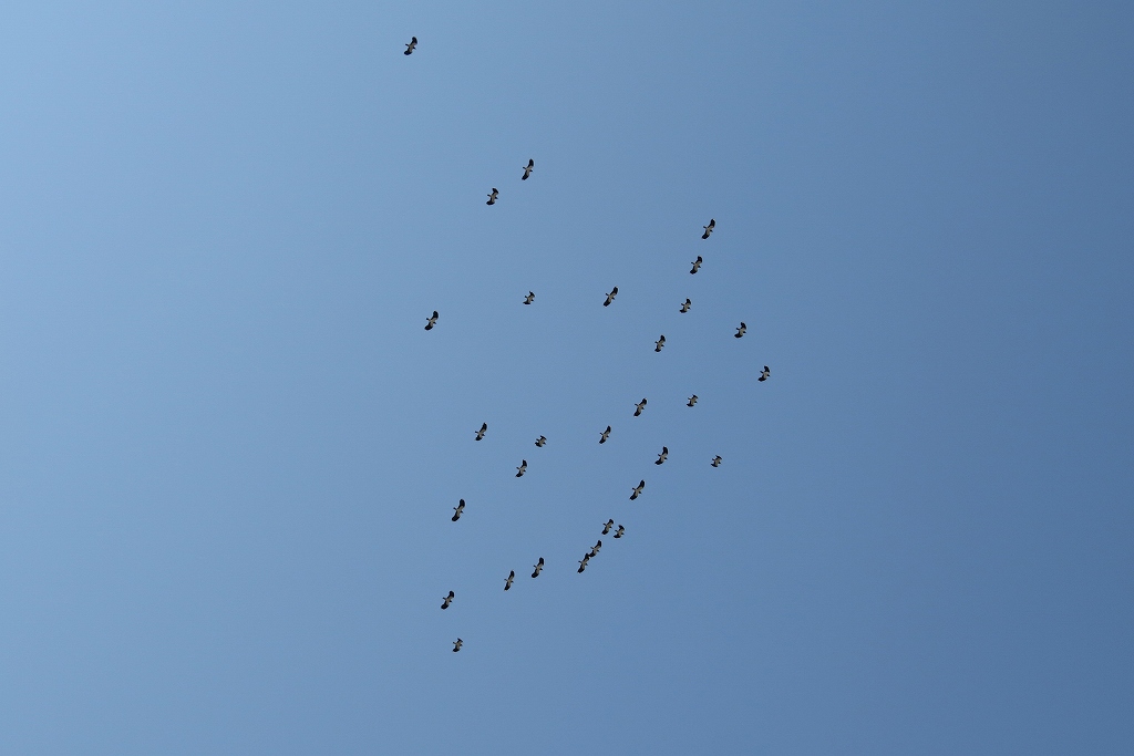 c0313378_21350071.jpg