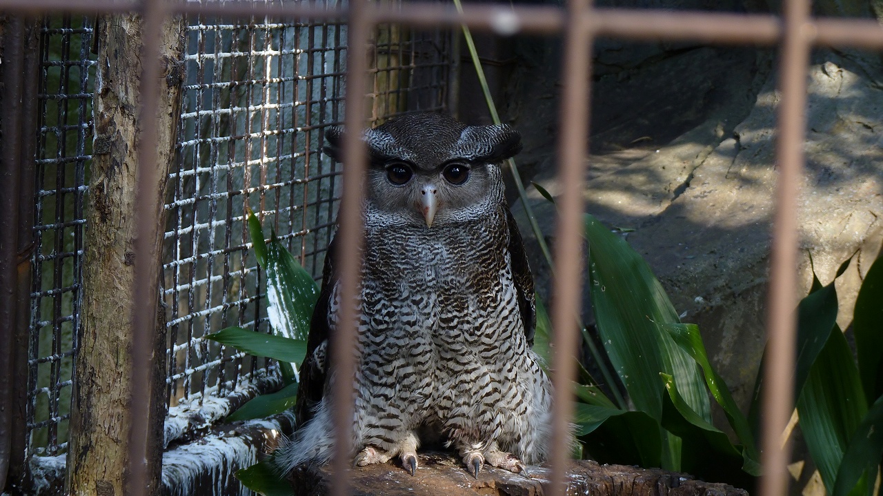 上野動物園の続きです　（ヘルパー編）_a0185081_2228022.jpg