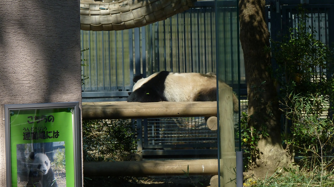 上野動物園の続きです　（ヘルパー編）_a0185081_22425118.jpg