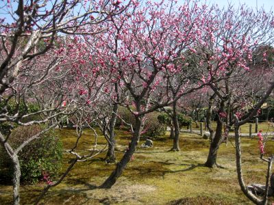 随心院の小野梅園に行きました（3月19日）_d0021786_23103622.jpg