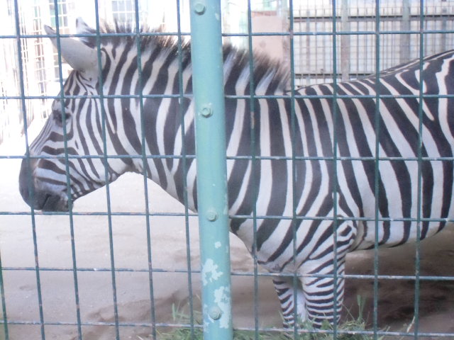 初円山動物園(終)_e0280087_09503239.jpg