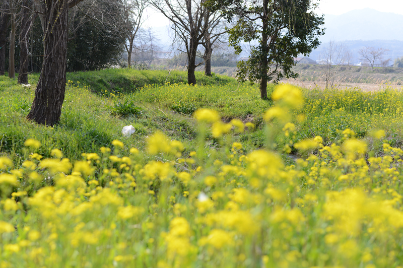 とある河川敷　秘密の花畑_e0209588_1137586.jpg