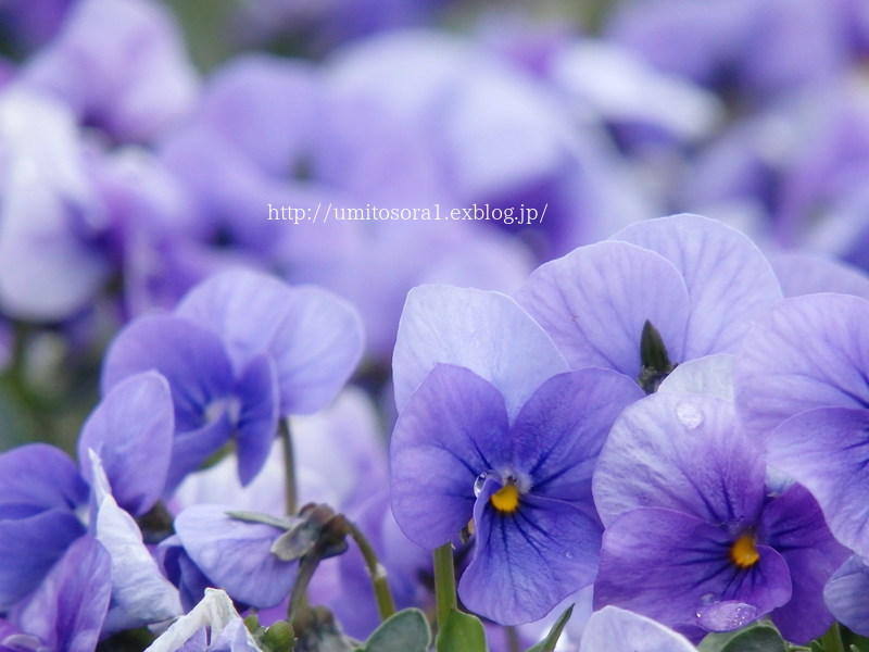 なばなの里の春の花たち_b0324291_22004033.jpg