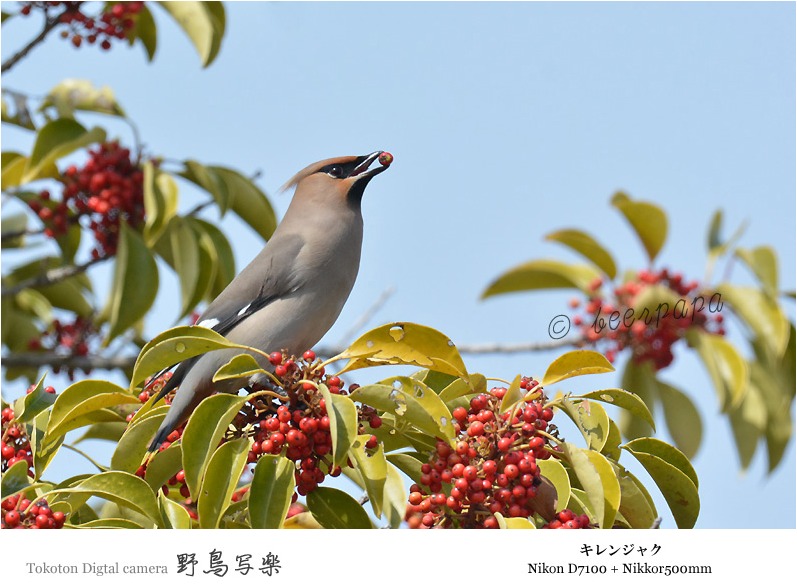 うれしいキレンジャク 黄連雀 大阪府 とことんデジカメ